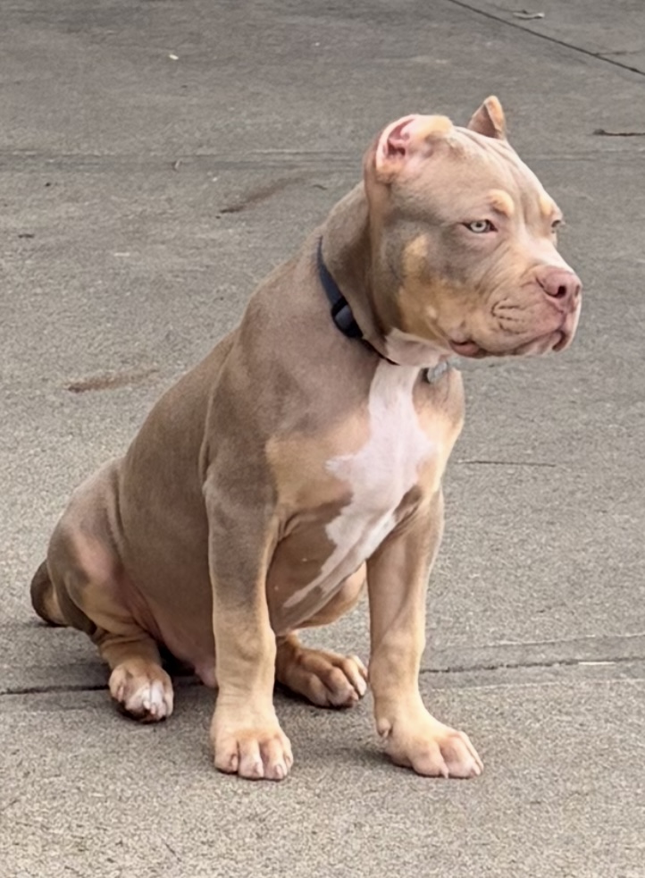 Dog Featured Image