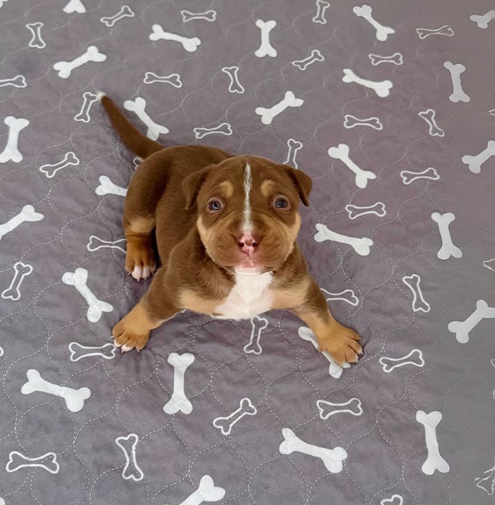 Dog Featured Image