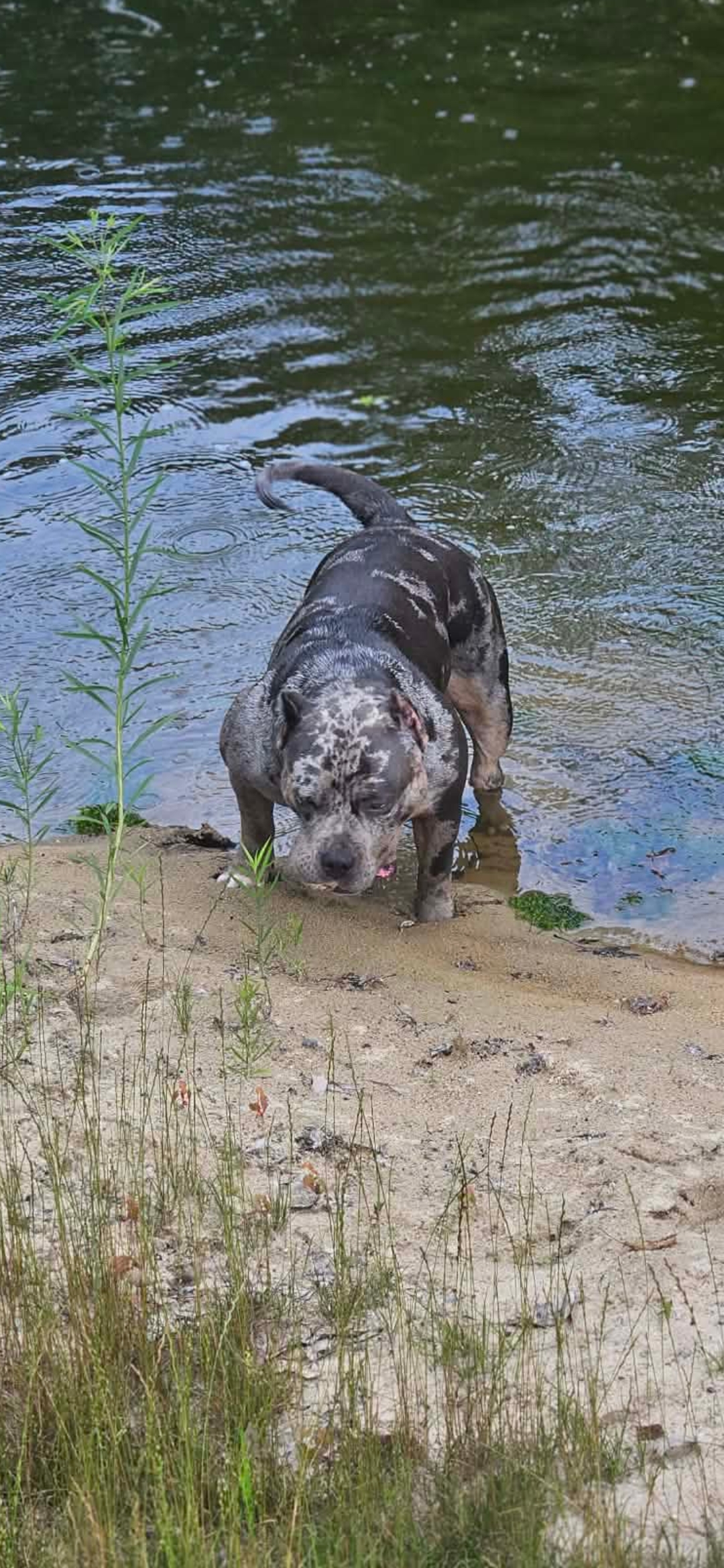 Dog Featured Image