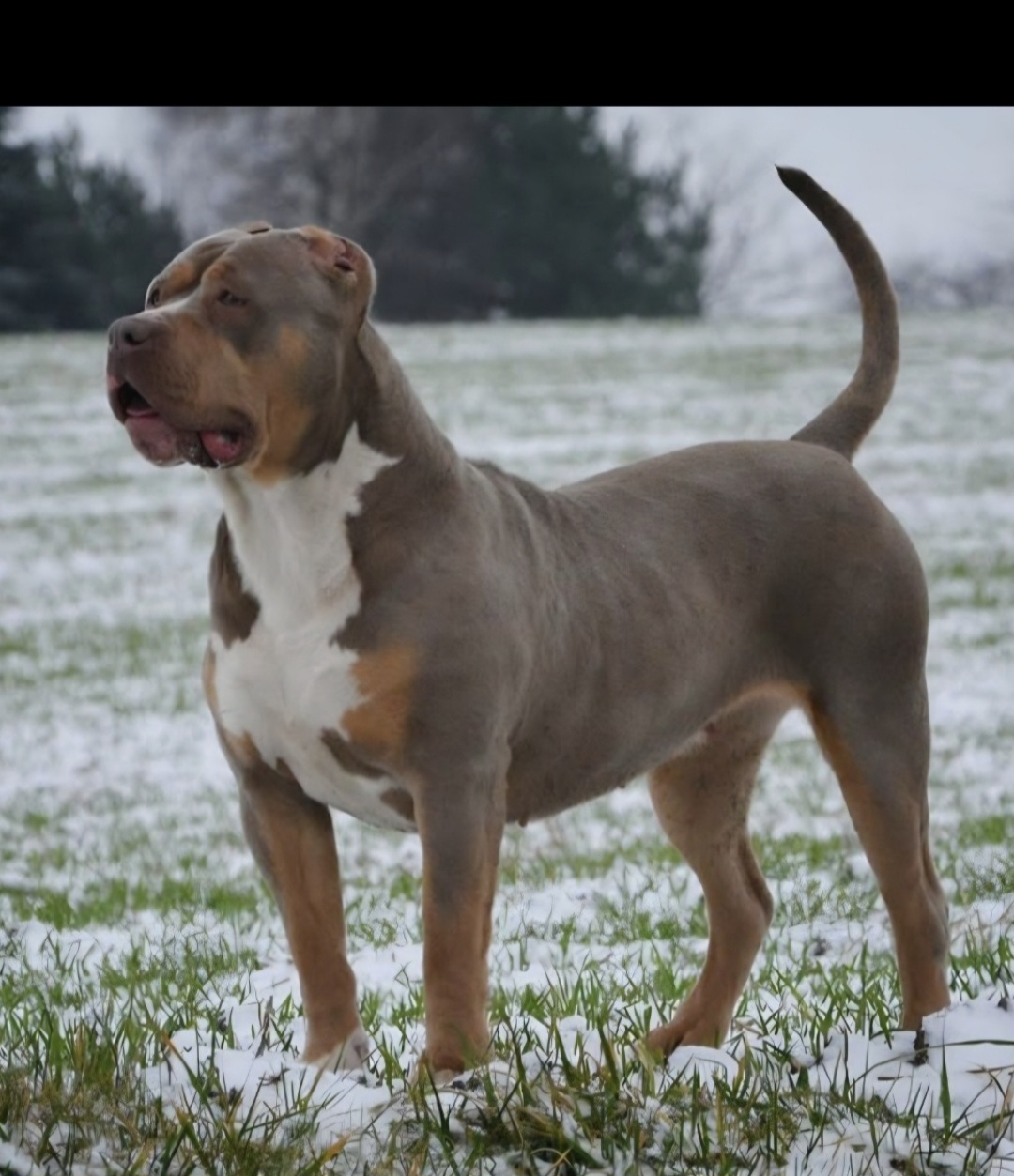 Dog Featured Image