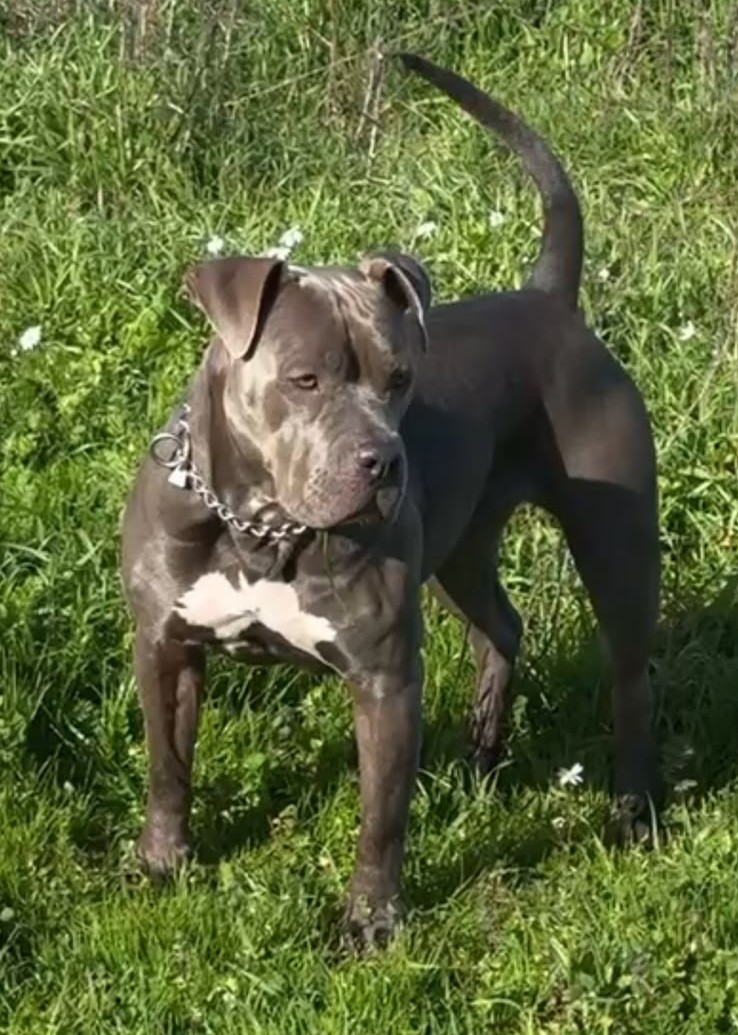 Dog Featured Image