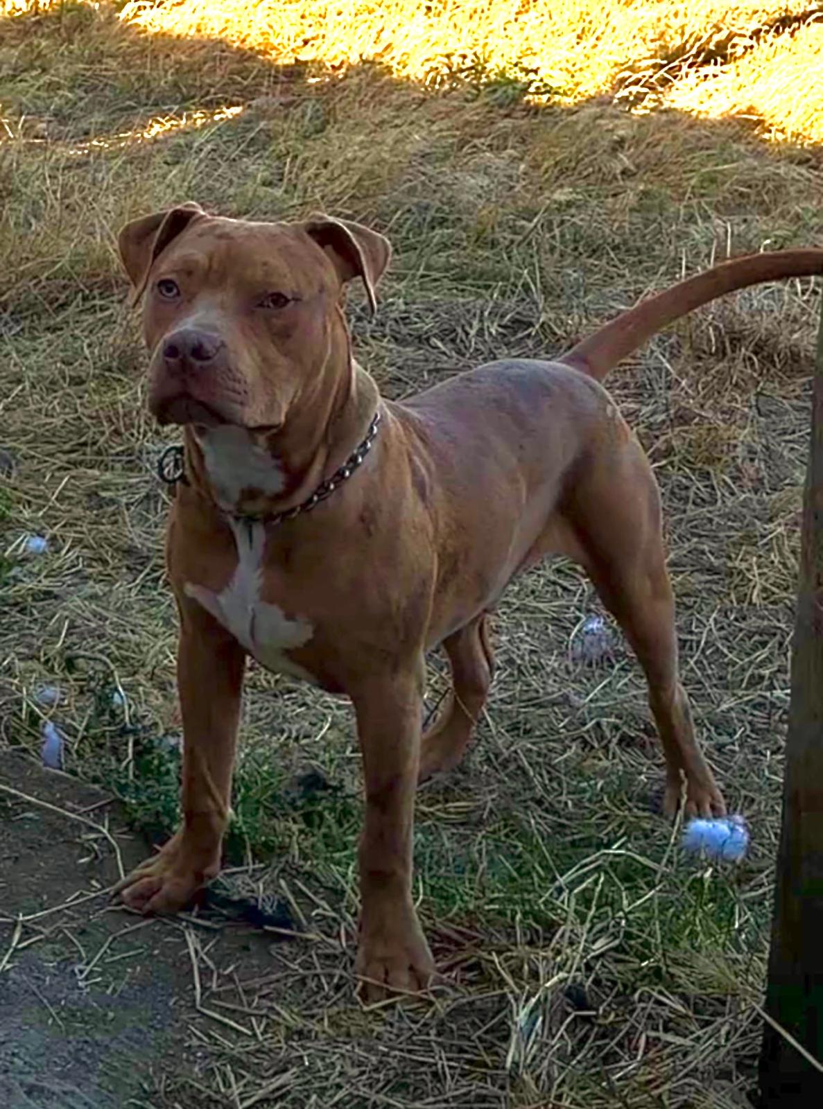 Dog Featured Image