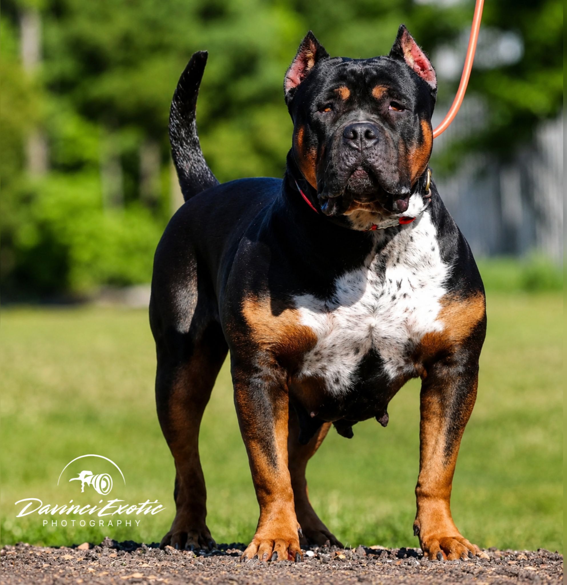 Dog Featured Image