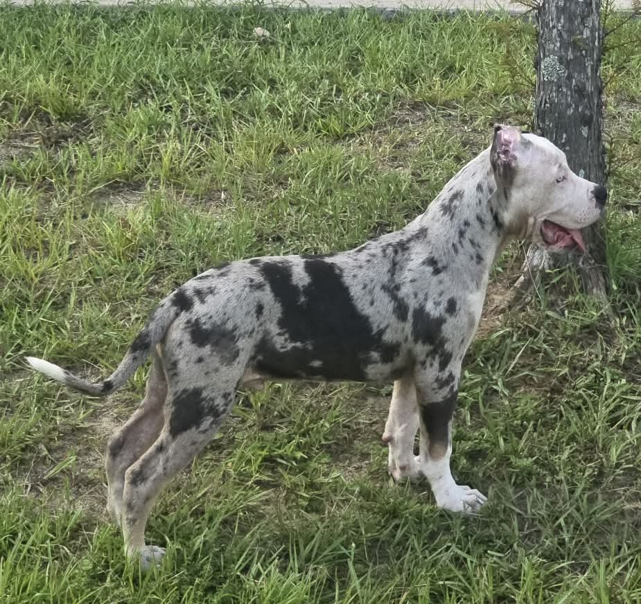 Dog Featured Image