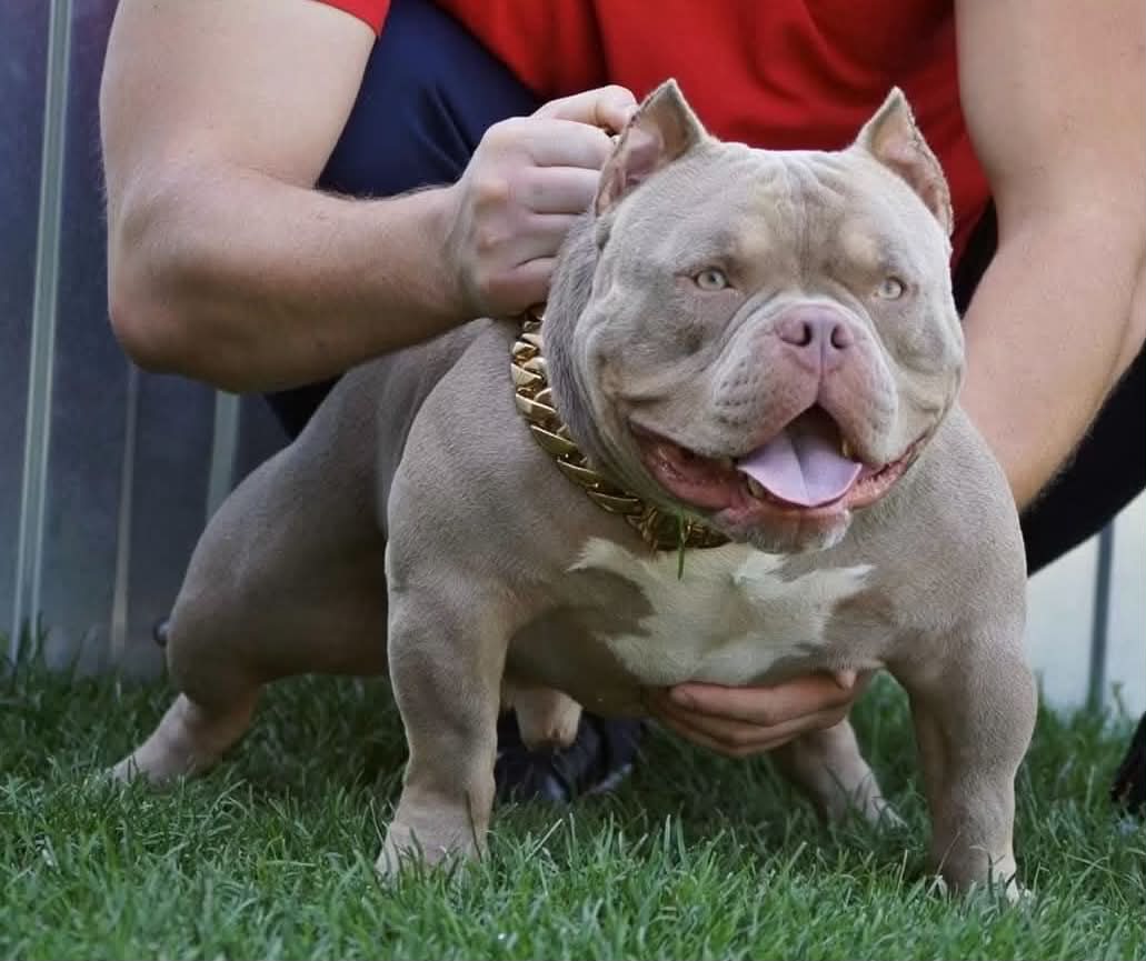 Dog Featured Image