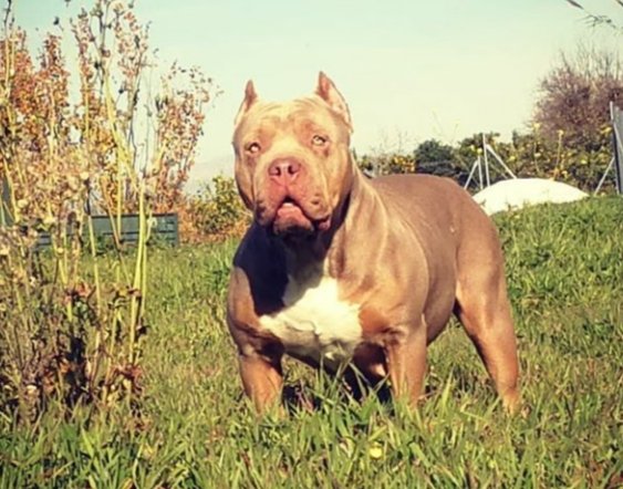 Dog Featured Image