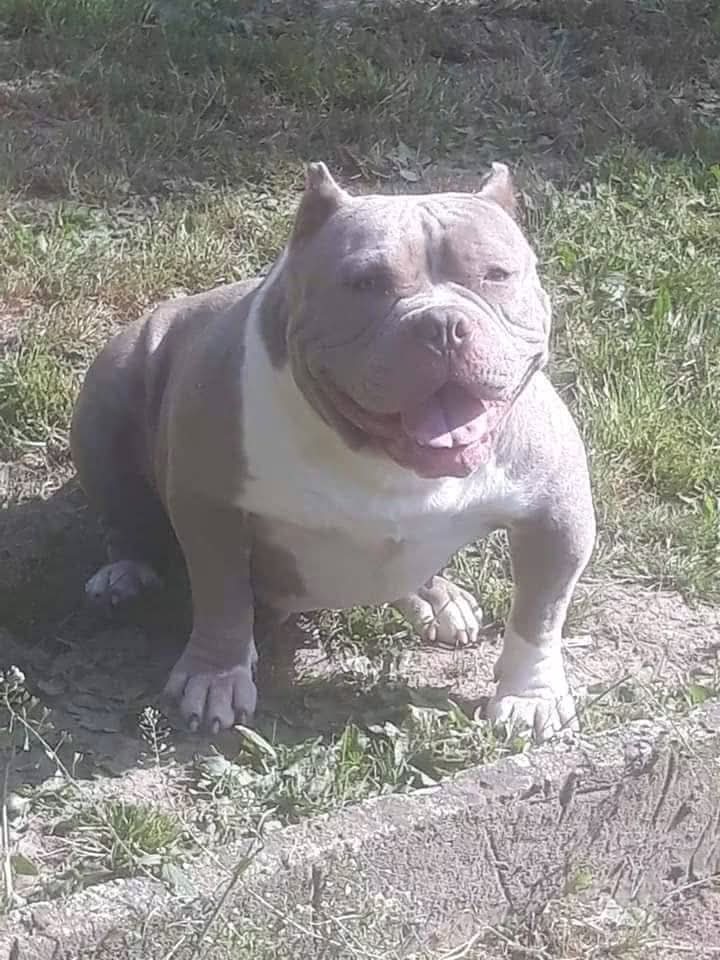 Dog Featured Image