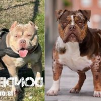 gravity bullies bueno X versace luna