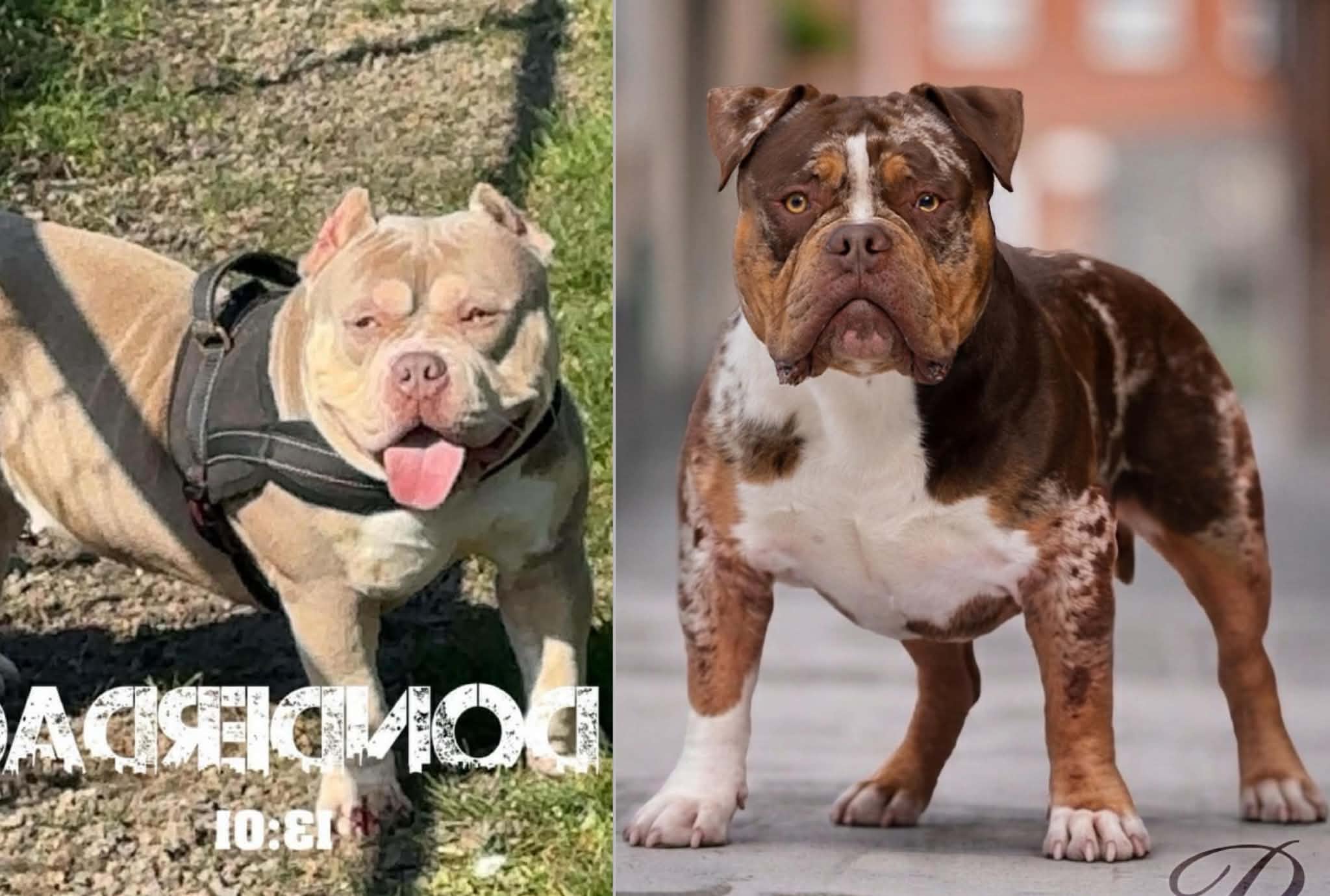 Dog Featured Image