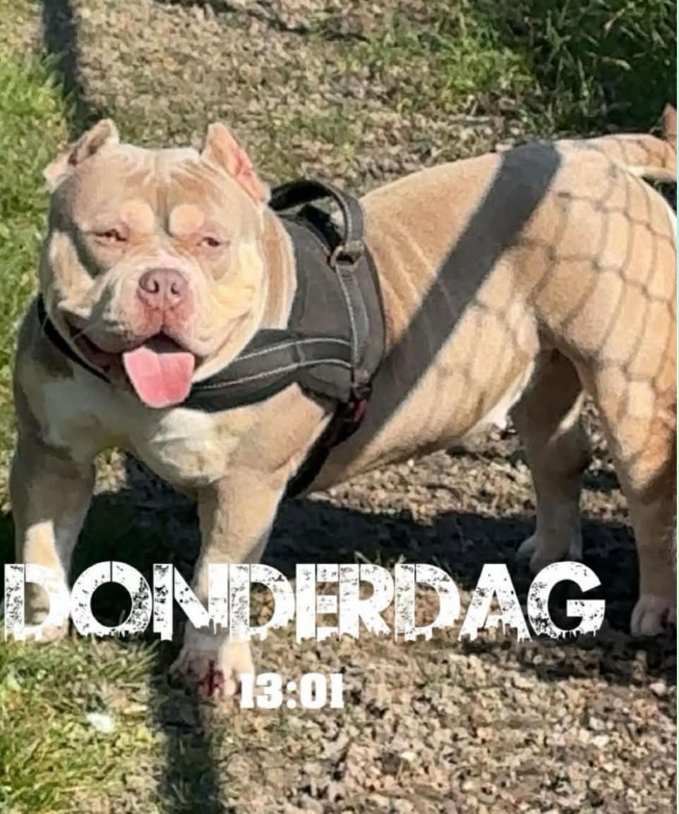 Dog Featured Image