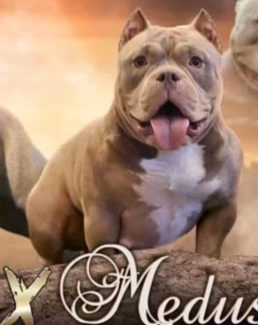 Dog Featured Image