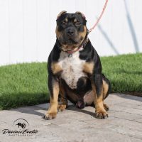 Dog Featured Image