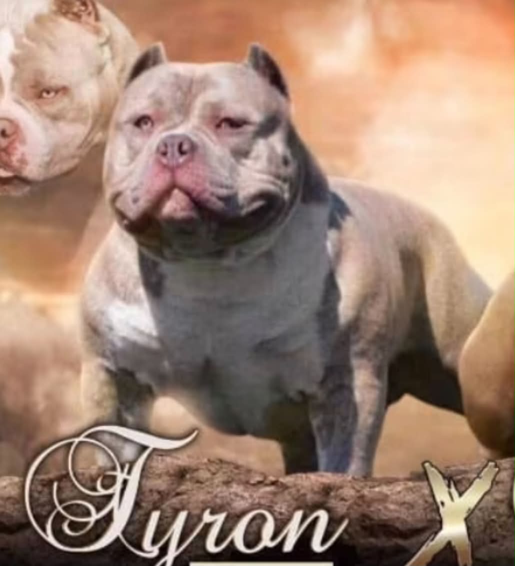 Dog Featured Image