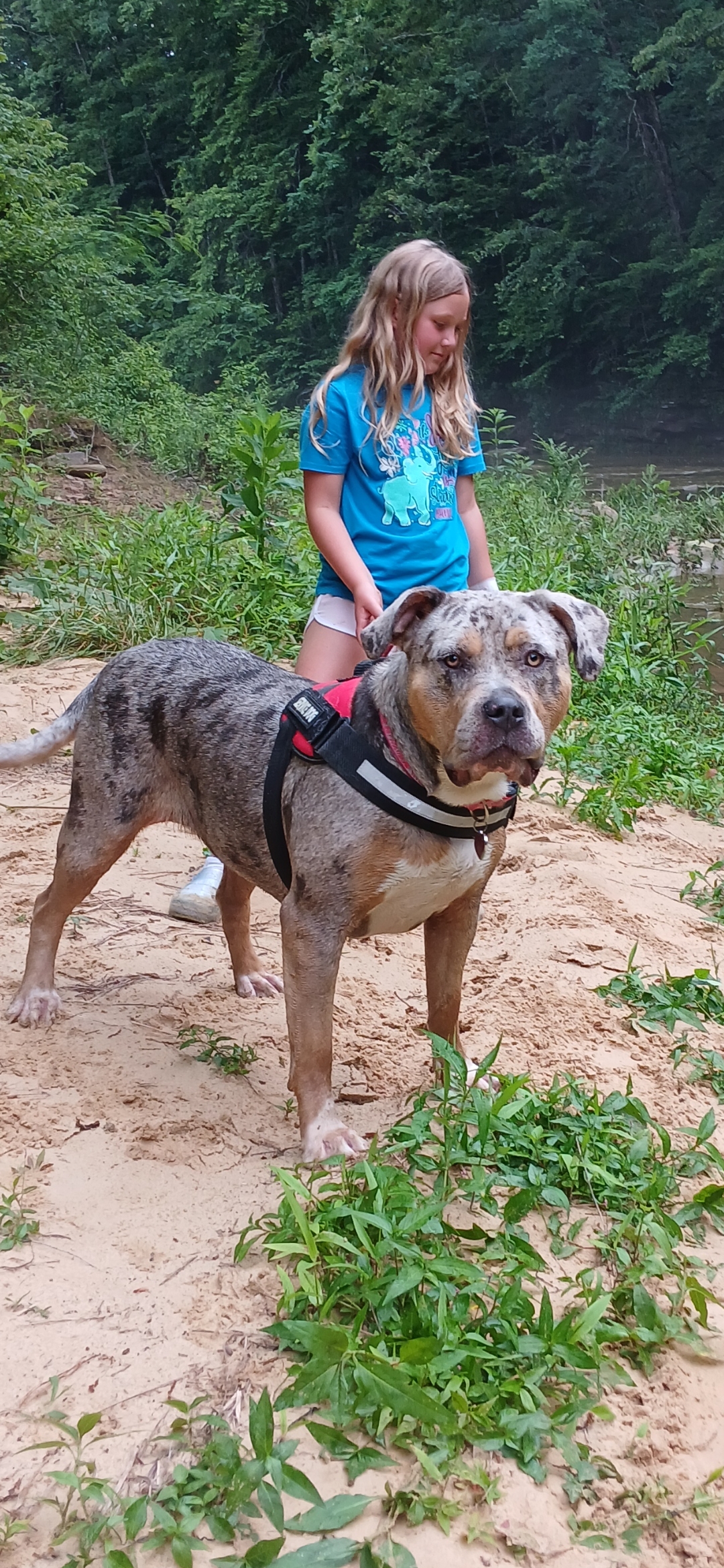 Dog Featured Image