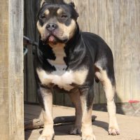 Dog Featured Image