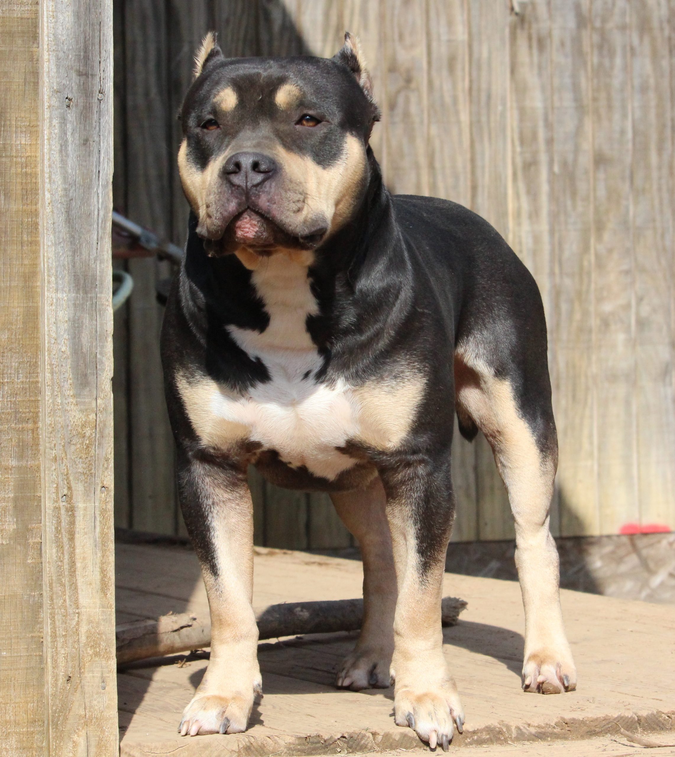 Dog Featured Image