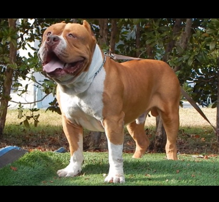Dog Featured Image