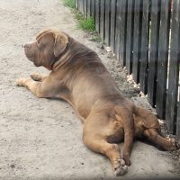 Dog Featured Image