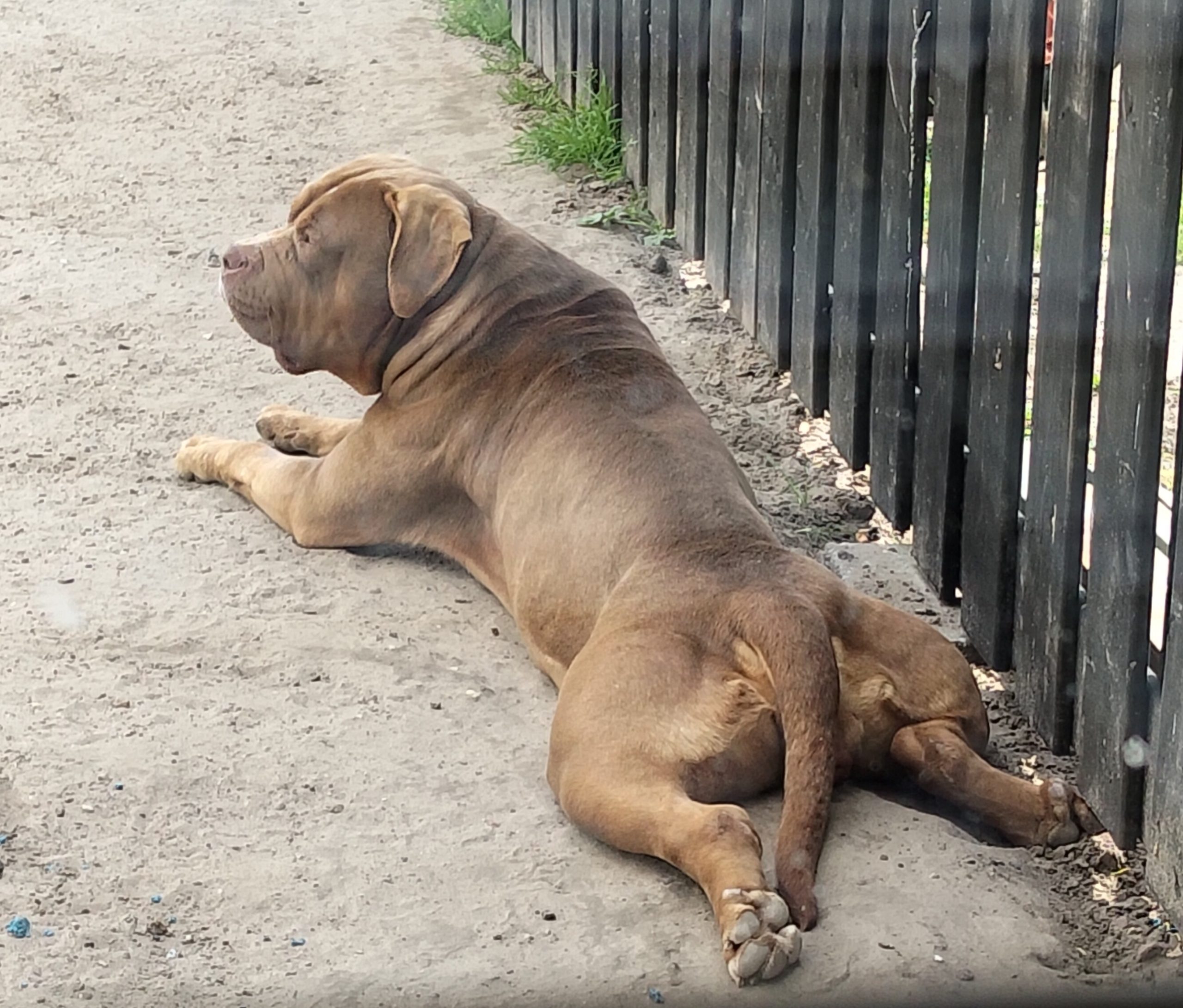 Dog Featured Image