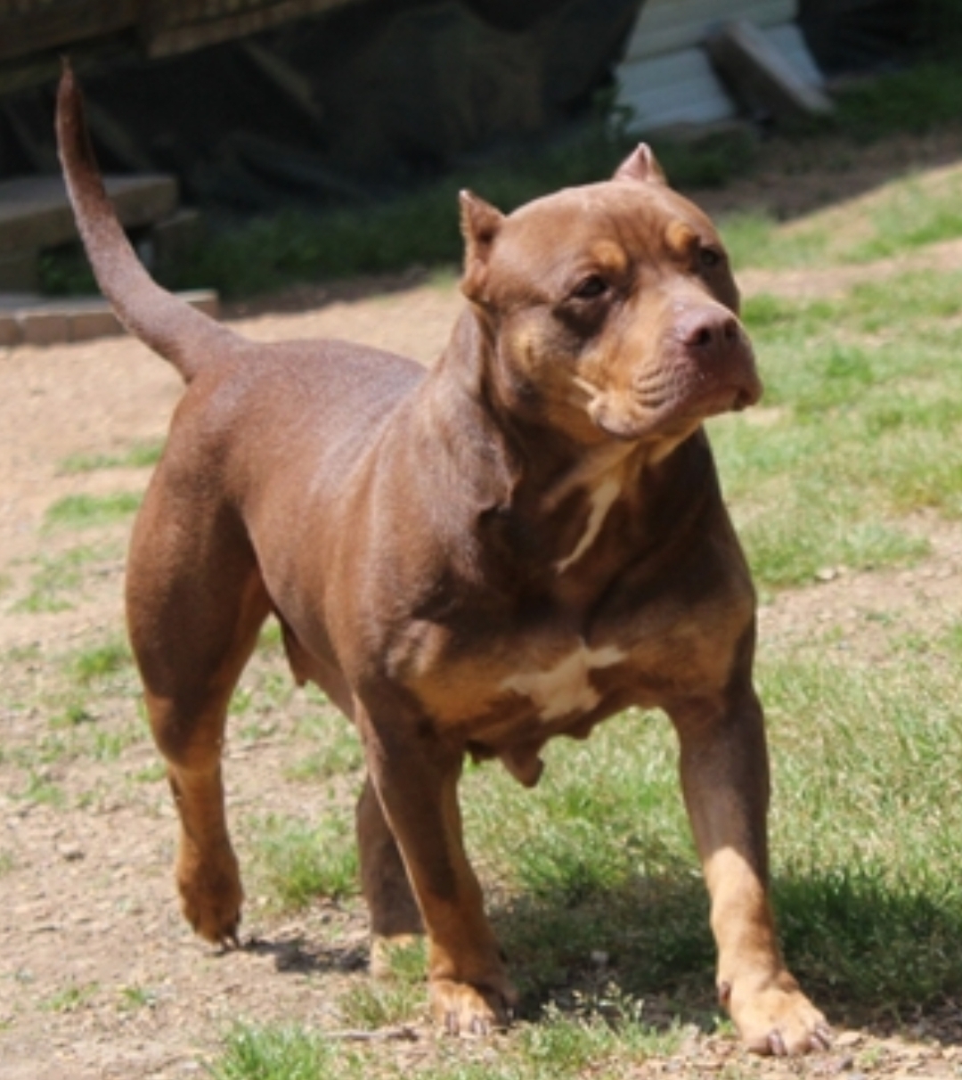 Dog Featured Image