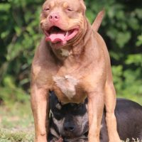 Dog Featured Image