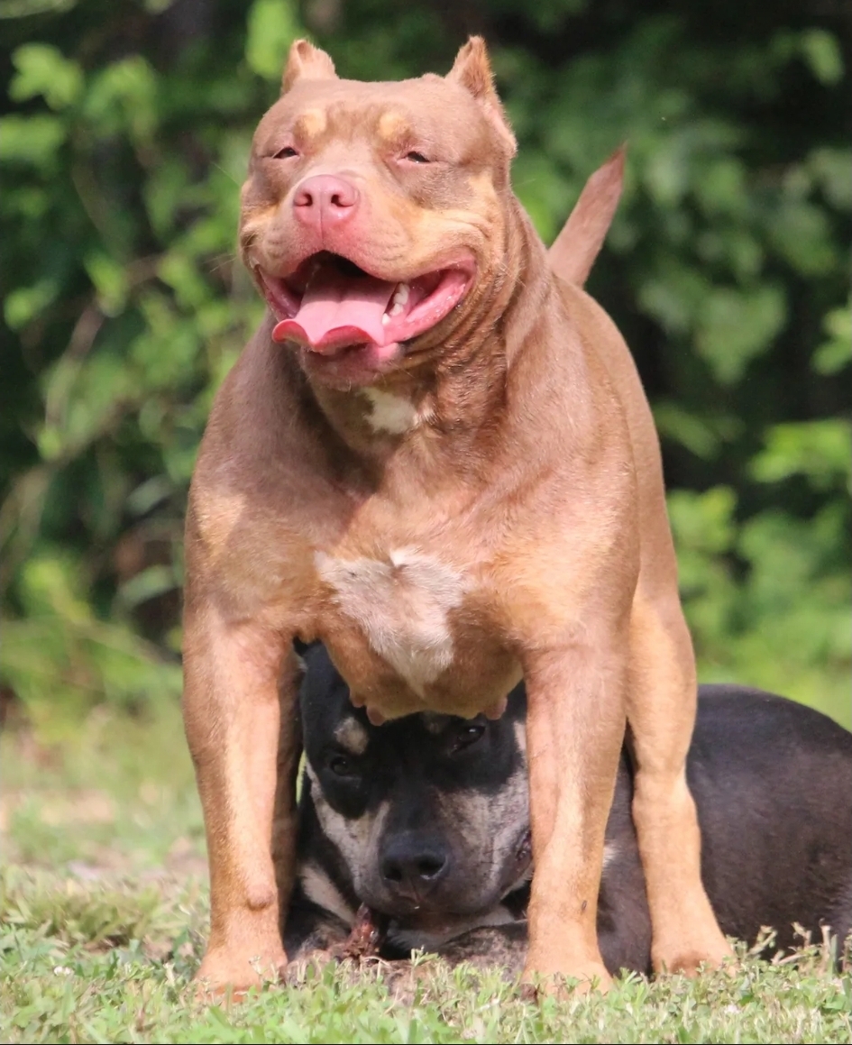 Dog Featured Image