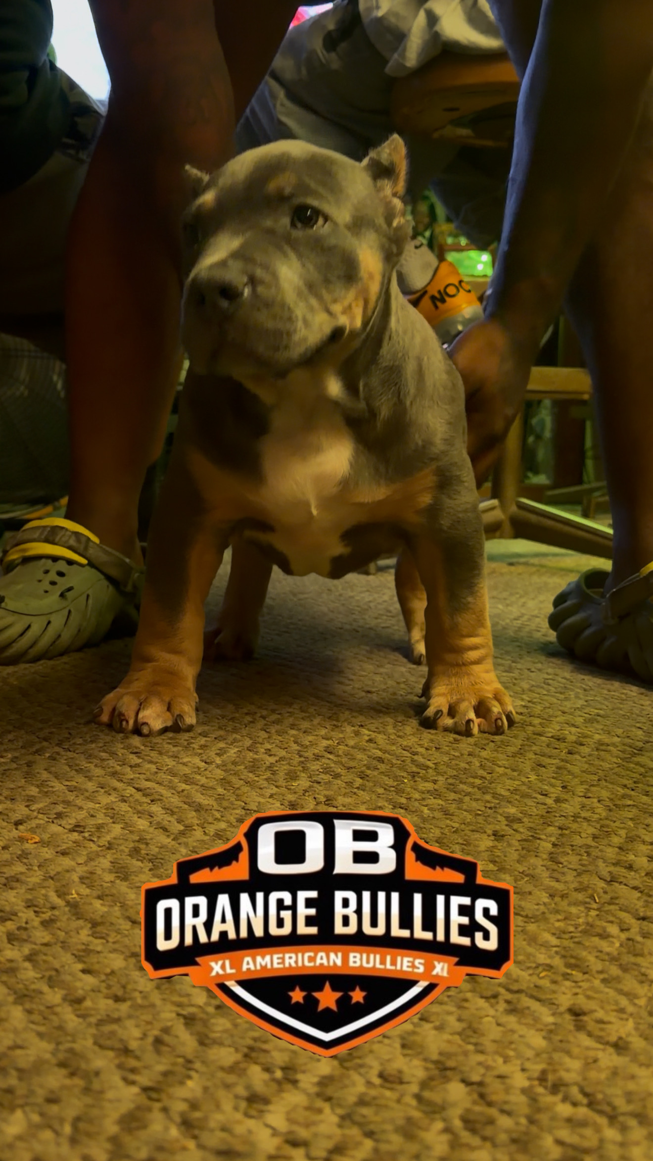 Dog Featured Image