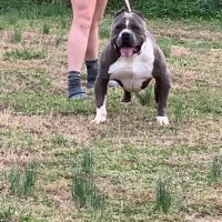 Dog Featured Image