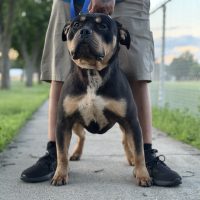 Dog Featured Image