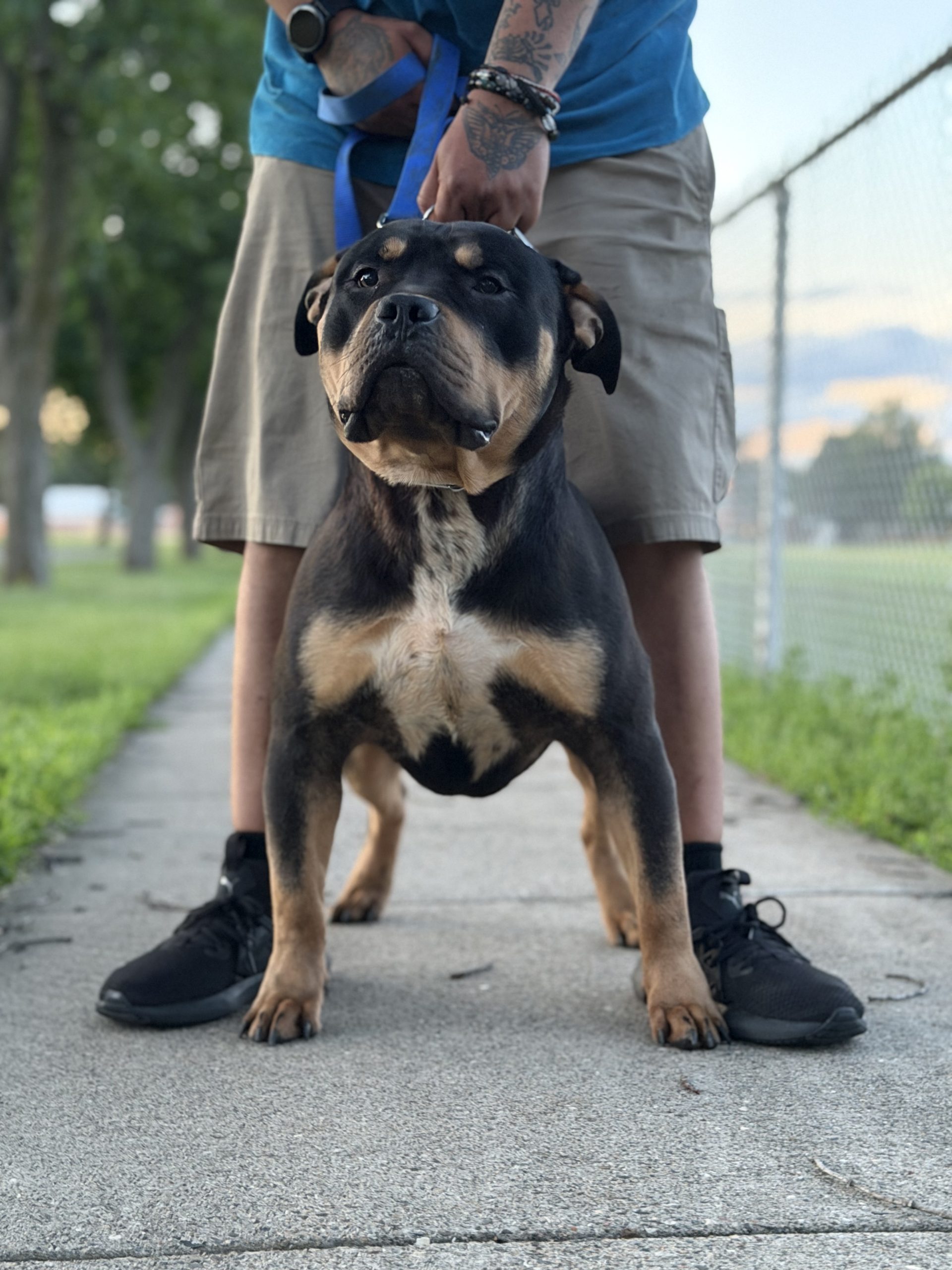 Dog Featured Image