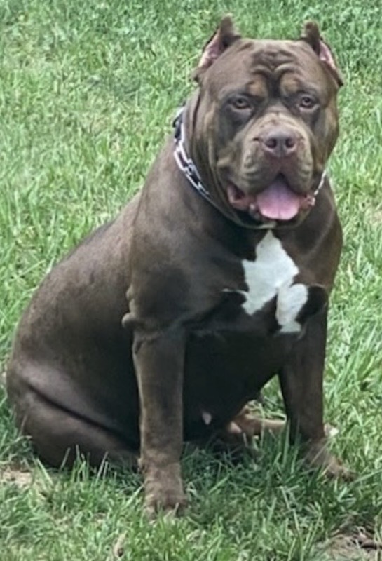 Dog Featured Image