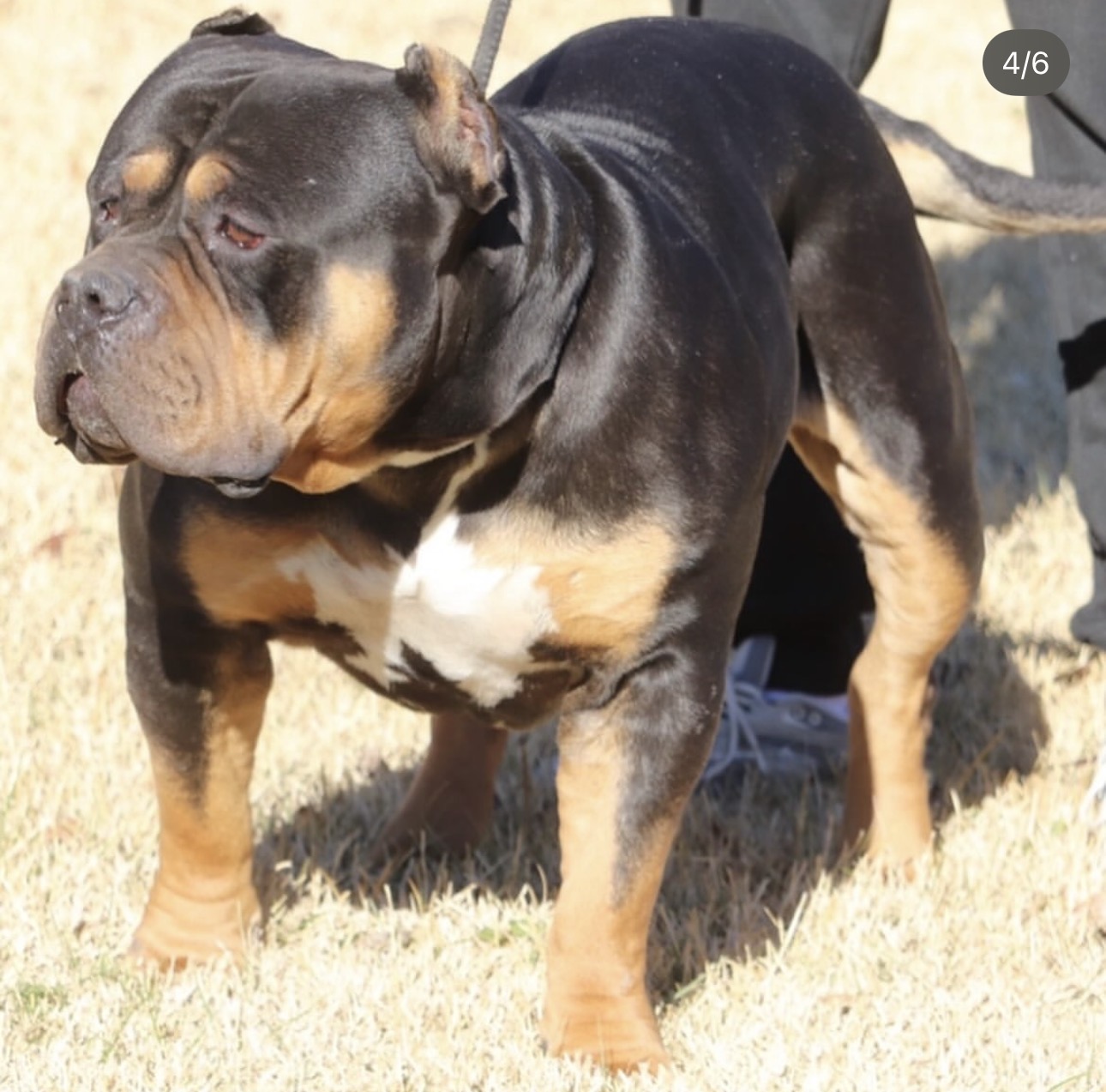 Dog Featured Image