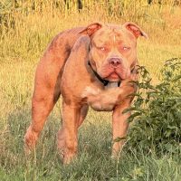 Dog Featured Image