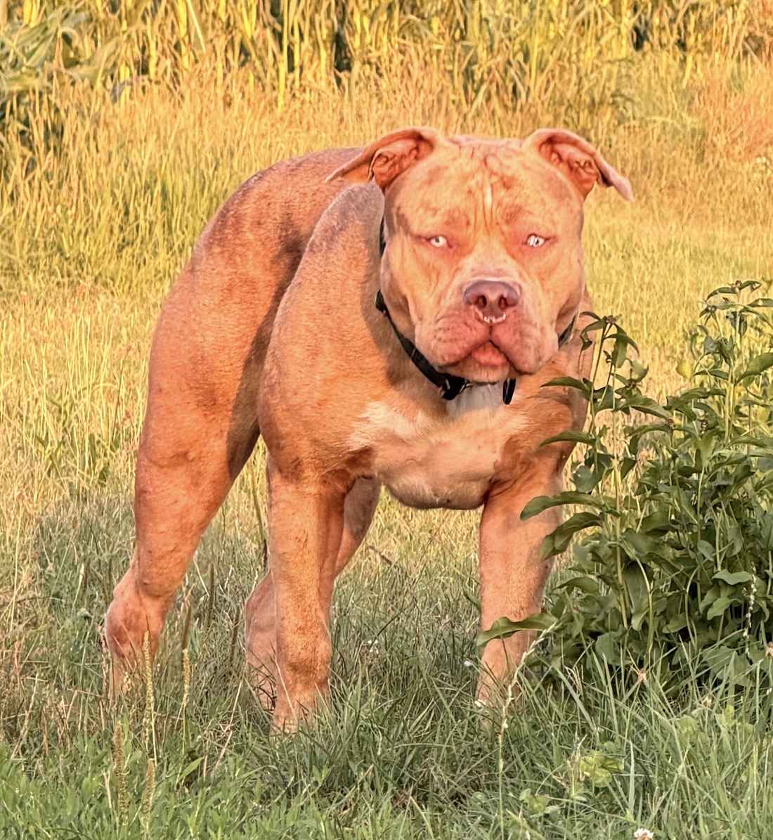 Dog Featured Image