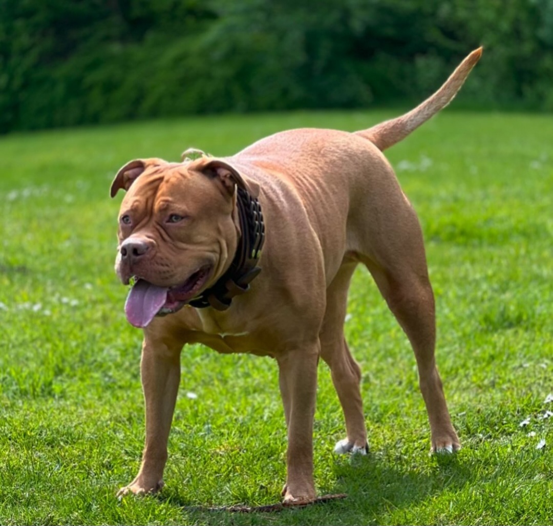 Dog Featured Image