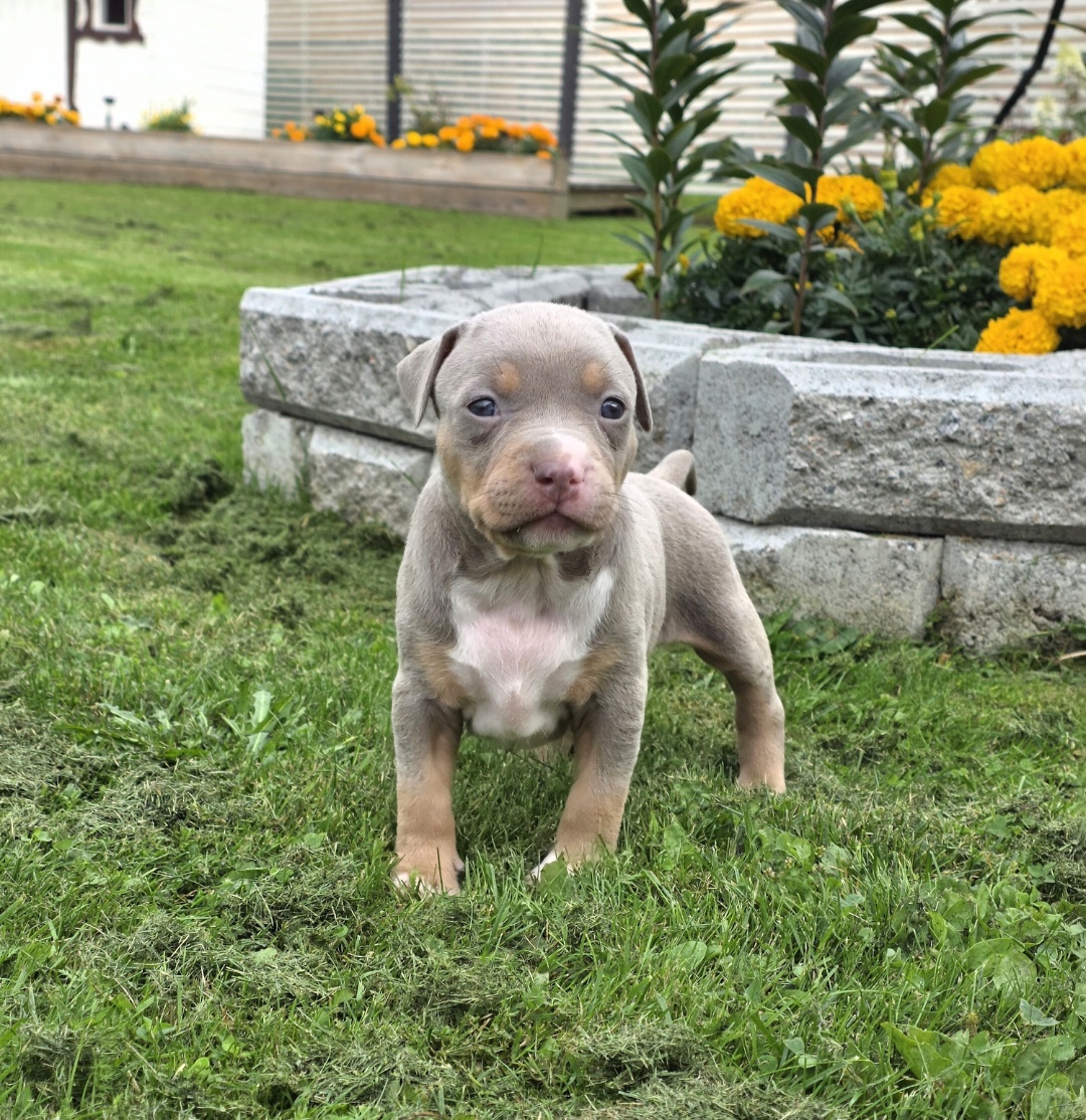 Dog Featured Image