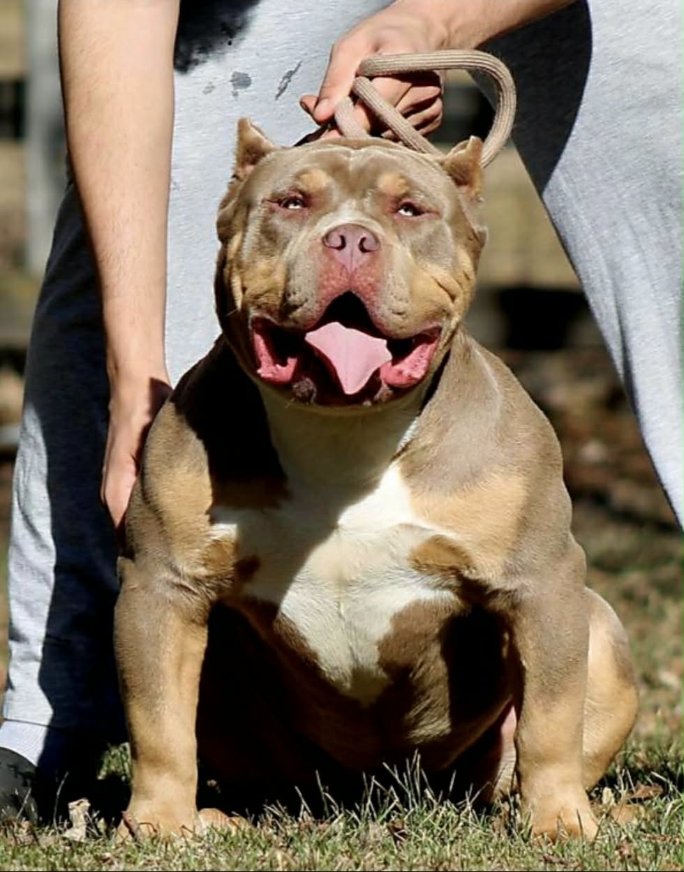 Dog Featured Image