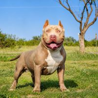 Dog Featured Image